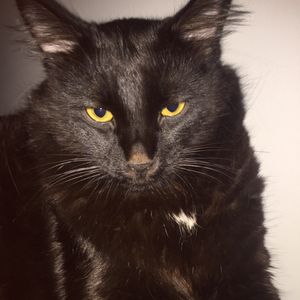 Elvin Uykulu profil görseli