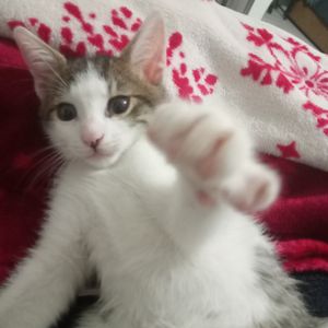 cussdieun profil görseli