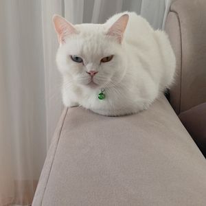 Elif Koç profil görseli