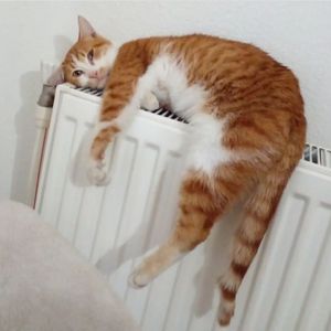 Hüda Uzkaş profil görseli
