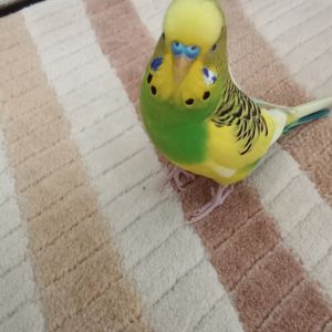 Ceren Melek profil görseli