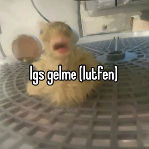 Ayseenuurrr profil görseli