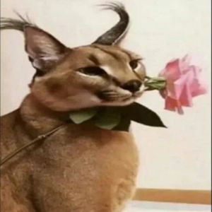 Ayaz profil görseli