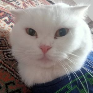 Deniz . profil görseli
