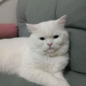 Elcin profil görseli