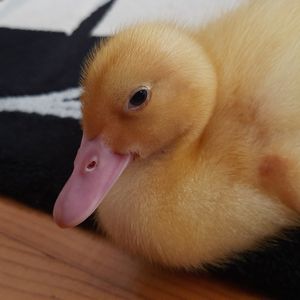Hırgız  profil görseli