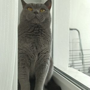 Emine Eyşan Yavuz profil görseli