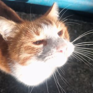 Cemre profil görseli
