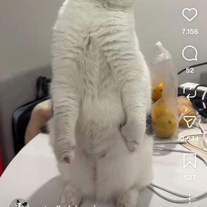 Hiranur profil görseli