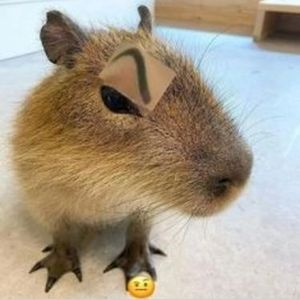 Capybara  profil görseli