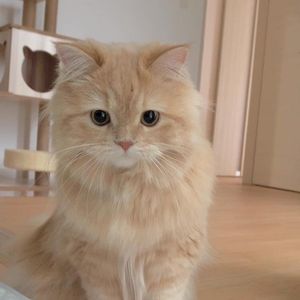 Ceren profil görseli