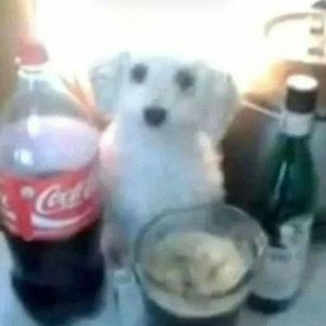 Efes İçen Köpek profil görseli